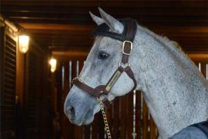 Silver Charm Arrives Home at Old Friends