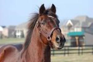 Breeders Cup Horses at Old Friends