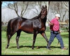 WHAT HORSE WAS SENT TO STUD DUTY BETWEEN TWO ATTEMPTS TO WIN A BREEDERS' CUP CLASSIC?