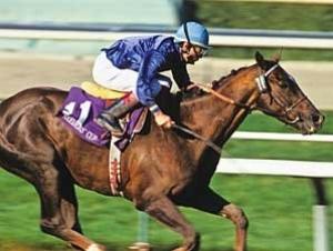 WHAT HORSE A BREEDERS' CUP RACE AT THE LONGEST ODDS?